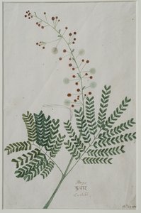Acacia leucophloea, 1785 - Anna Maria Jones